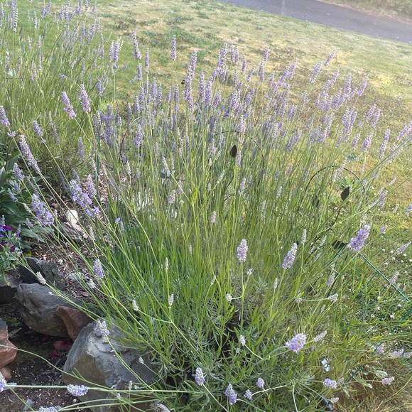 Lavender Sachets 20 for $25 this summers lavender, 2025 - Picture 5 of 6